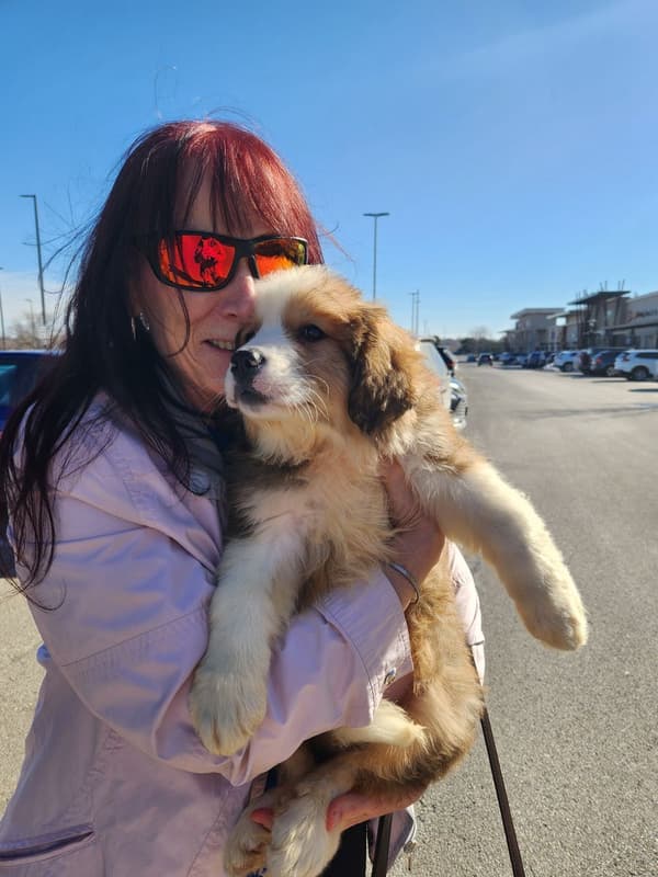 Customer photo of Great Bernese puppy from Gayle B.