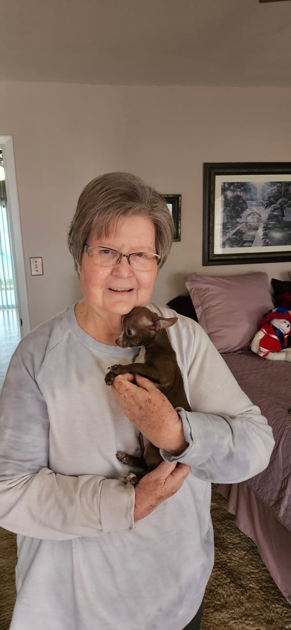 Customer photo of Chihuahua puppy from Brenda D.