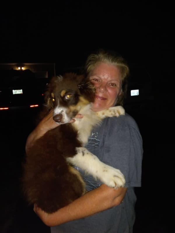 Customer photo of Australian Shepherd puppy from Dawn B.