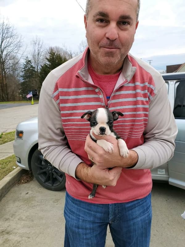 Customer photo of Boston Terrier puppy from Jonathan G.
