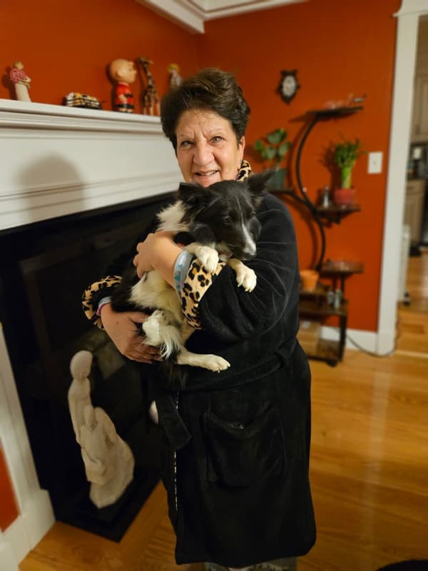 Customer photo of Shetland Sheepdog - Sheltie puppy from Carleen P.