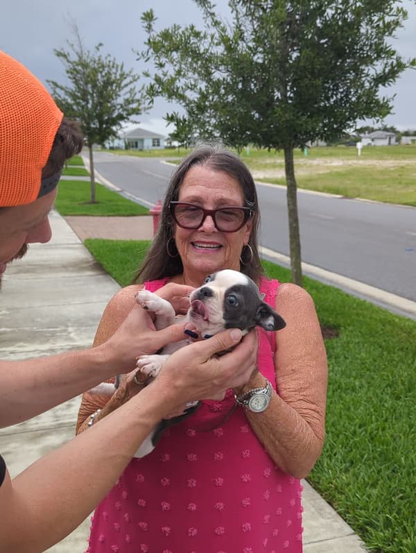 Customer photo of Frenchton puppy from Jean D.
