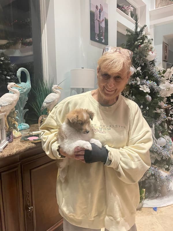 Customer photo of Shetland Sheepdog - Sheltie puppy from Deborah A.