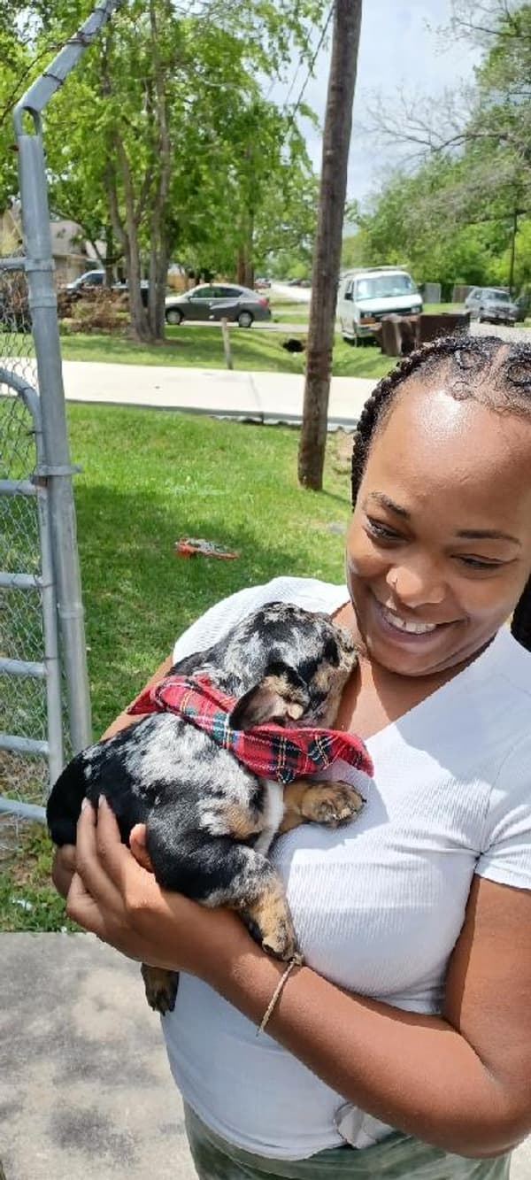Customer photo of French Bulldog puppy from Chan & Barbara W.