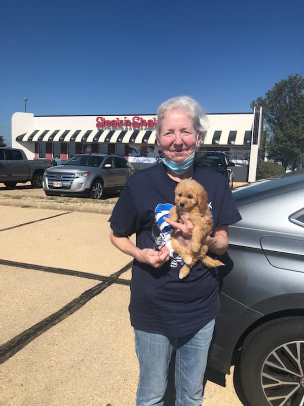 Customer photo of Shih-Poo - Shihpoo puppy from Carole A.