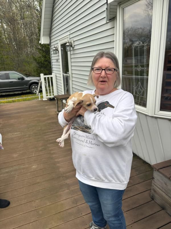 Customer photo of Chihuahua puppy from Joy A.
