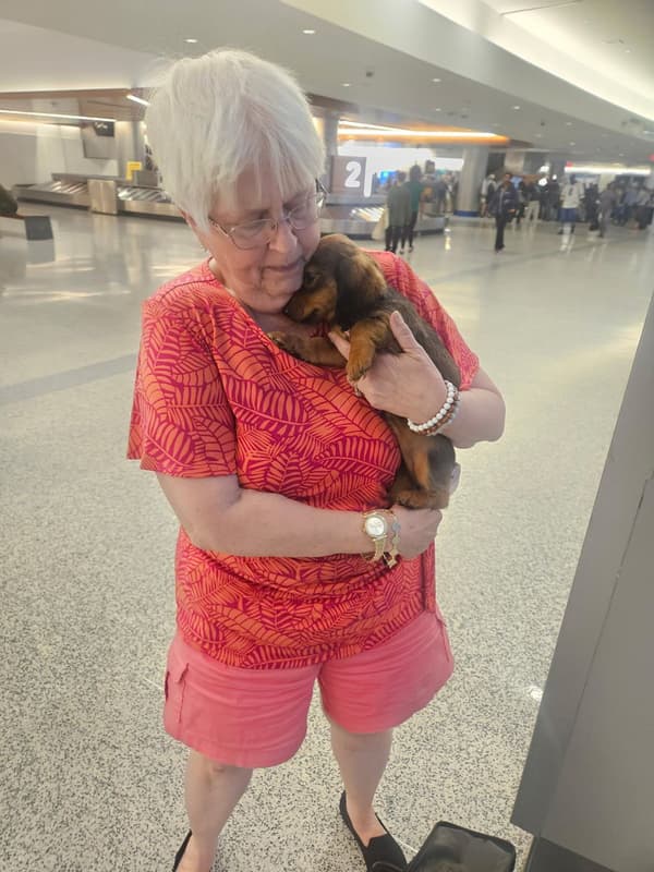 Customer photo of Dachshund, Mini puppy from Susan T.