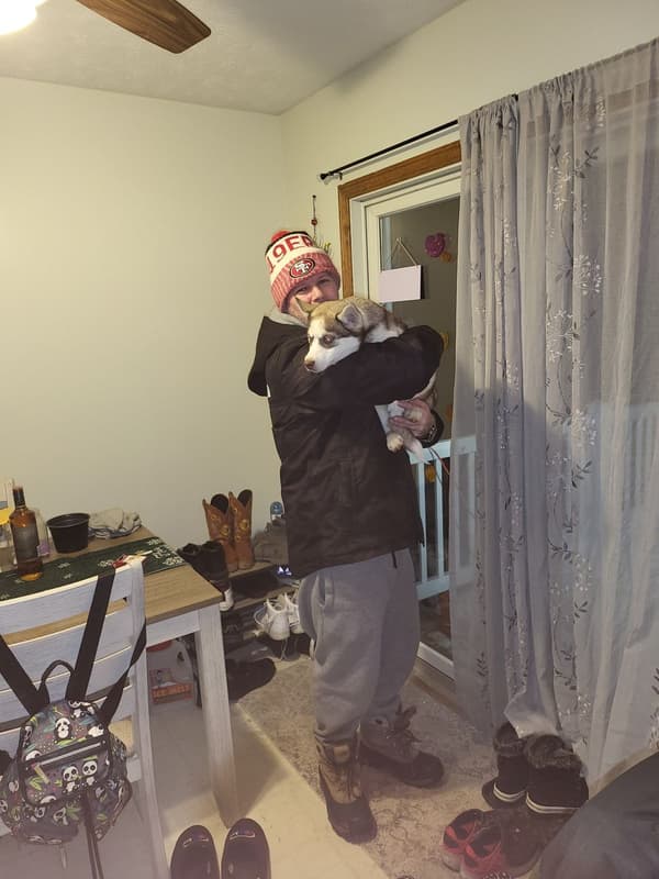 Customer photo of Pomsky puppy from Beth E.