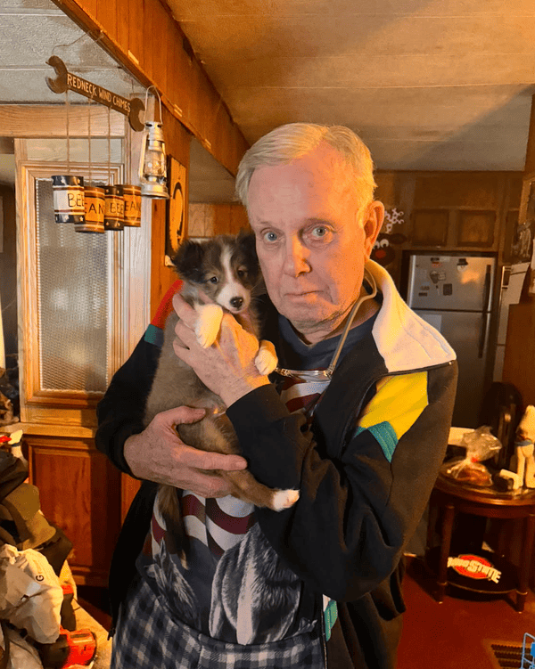 Customer photo of Shetland Sheepdog - Sheltie puppy from Paul W.