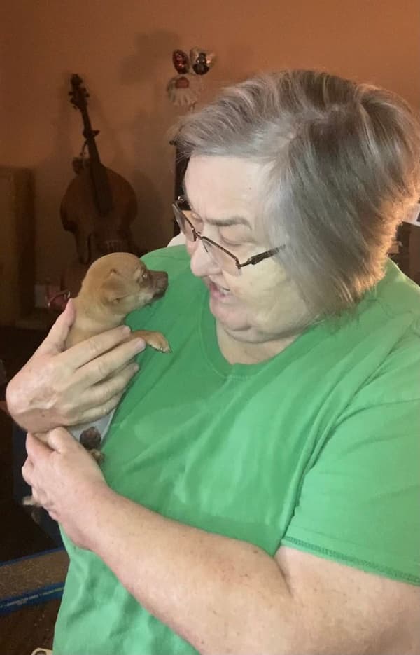 Customer photo of Chihuahua puppy from Dianne M.