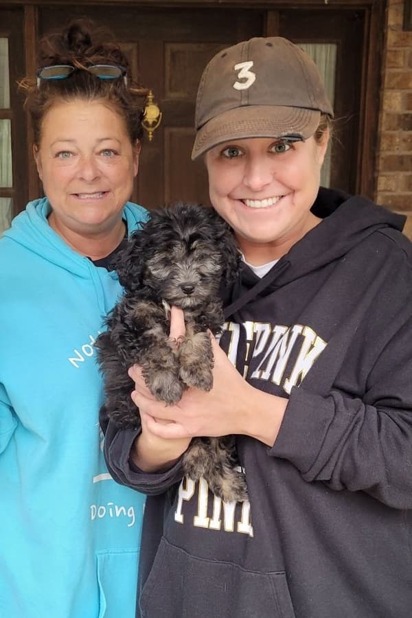 Customer photo of Goldendoodle, Mini puppy from Kelli P.