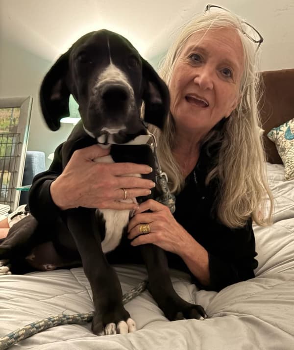 Customer photo of Great Dane puppy from Holly M.