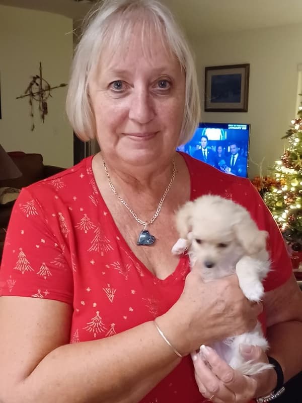 Customer photo of Morkie / Yorktese puppy from Karen T.