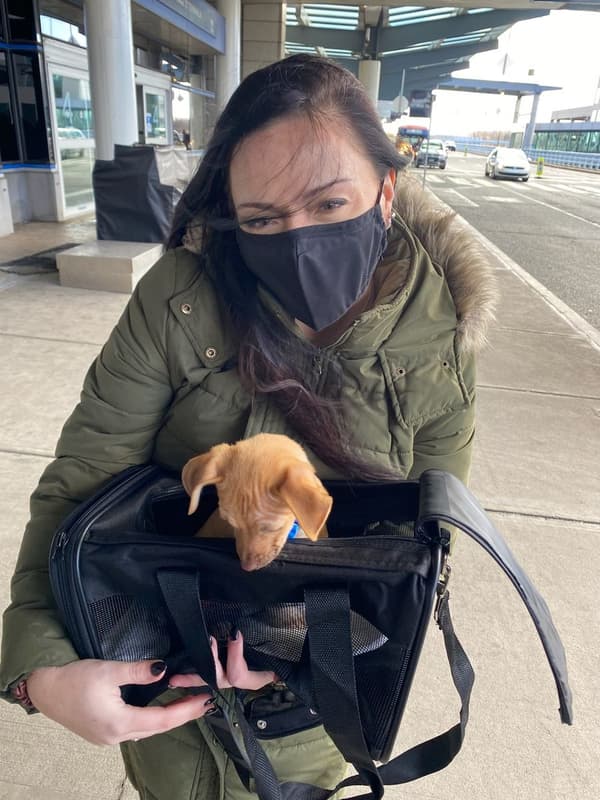 Customer photo of Chihuahua puppy from Cristina B.
