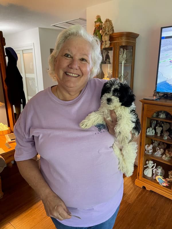 Customer photo of Shichon puppy from Deborah P.