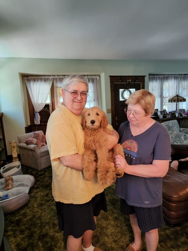 Customer photo of Goldendoodle puppy from Dennis T.