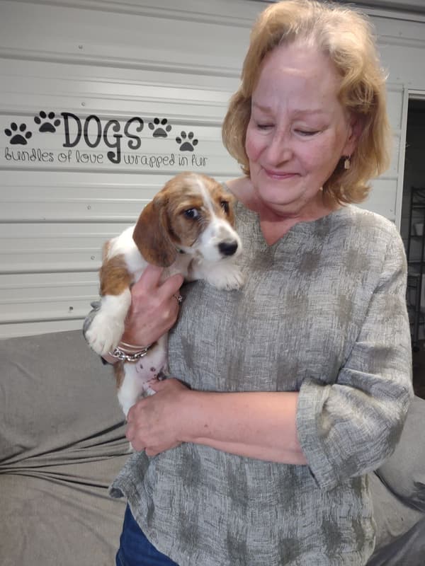 Customer photo of Dachshund, Wire puppy from Karen J.