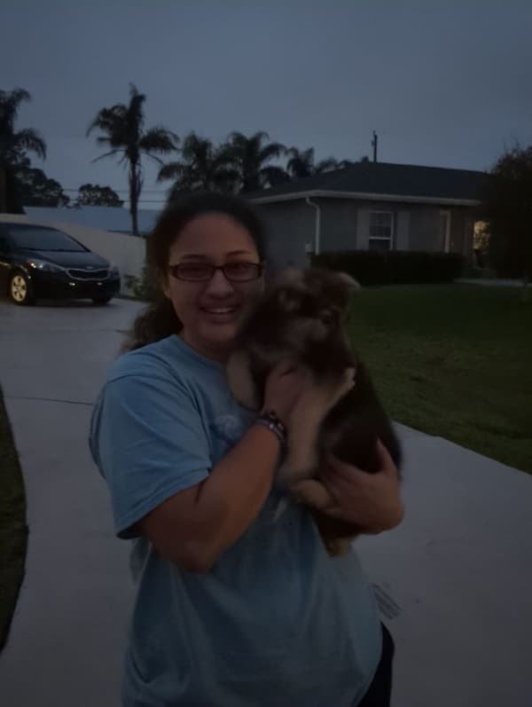 Customer photo of German Shepherd puppy from Dayana H.