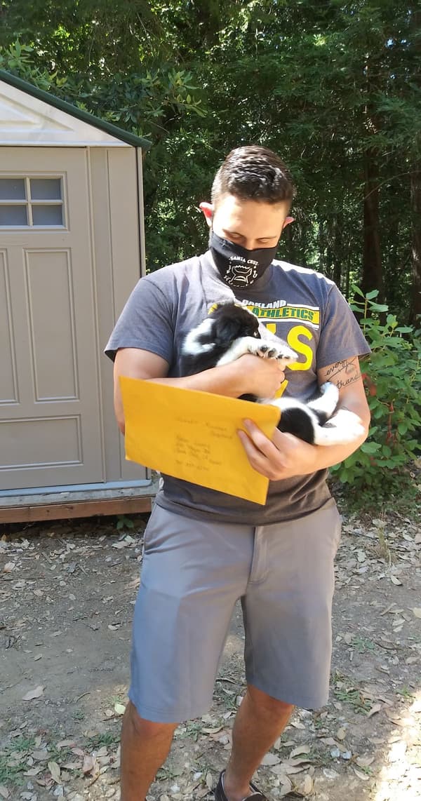 Customer photo of Miniature Australian Shepherd puppy from Adam L.