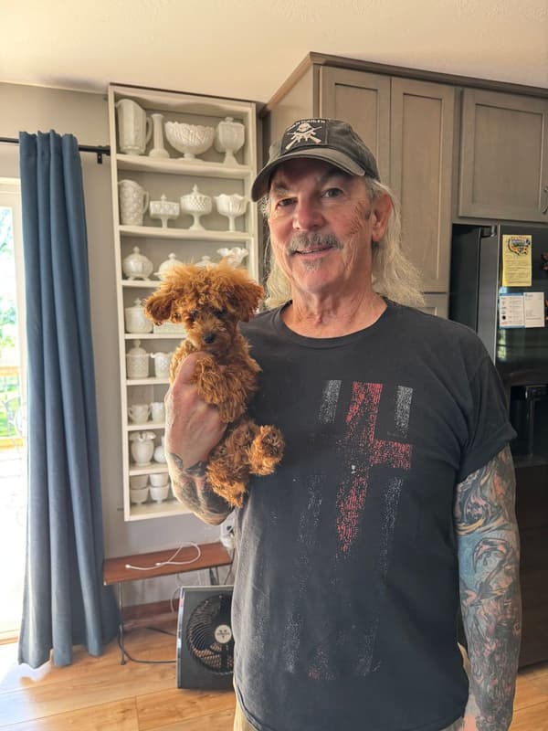 Customer photo of Poodle, Miniature puppy from John P.