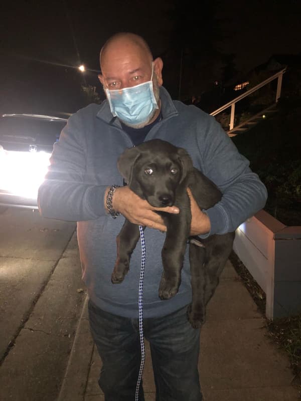 Customer photo of Labrador Retriever puppy from Peter F.