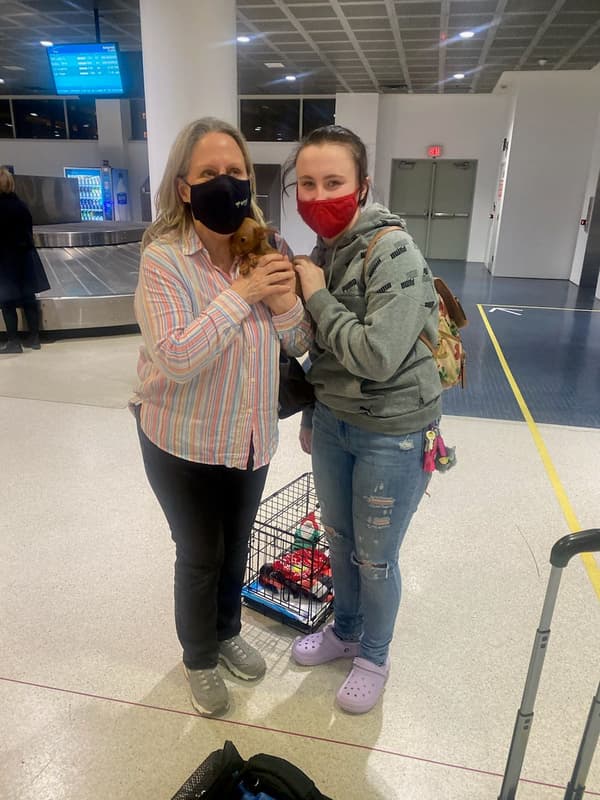 Customer photo of Chihuahua puppy from Sharon M.