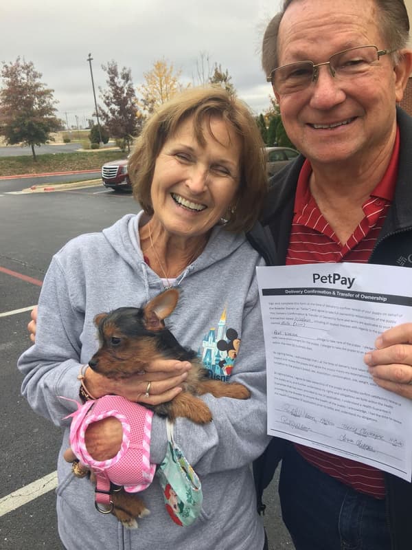 Customer photo of Yorkshire Terrier - Yorkie puppy from Paul W.