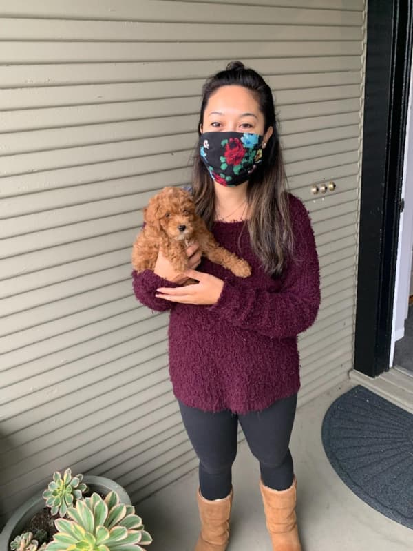 Customer photo of Poodle, Toy puppy from Rizza H.