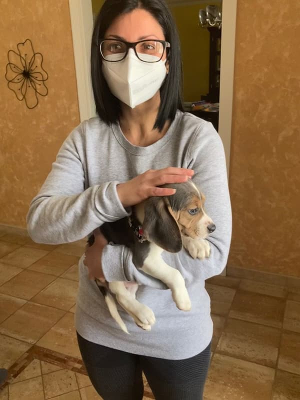 Customer photo of Beagle puppy from Antonio C.