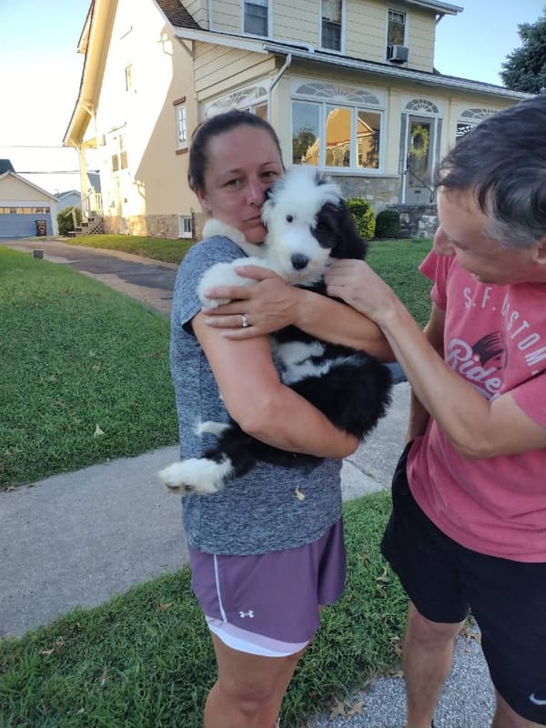 Customer photo of Sheepadoodle puppy from Joanne R.