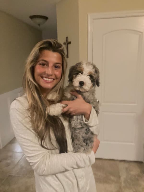 Customer photo of Bernedoodle, Mini puppy from Gianna D.