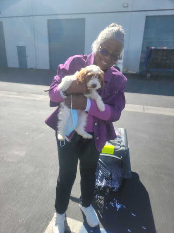 Customer photo of Cavapoo puppy from Venetta B.