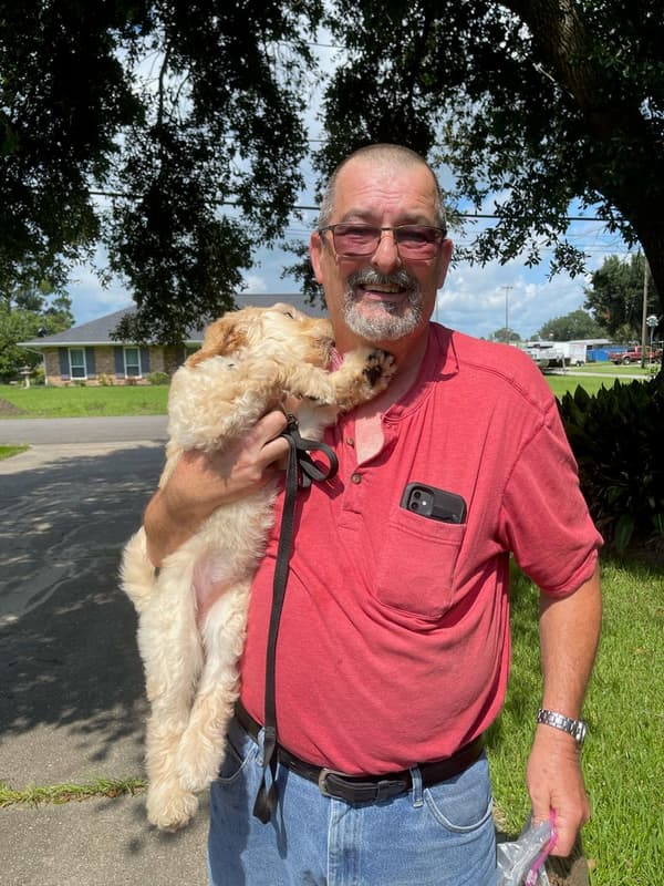 Customer photo of Goldendoodle puppy from Tina L.