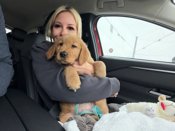 Customer photo of Golden Retriever puppy from Stacey C.