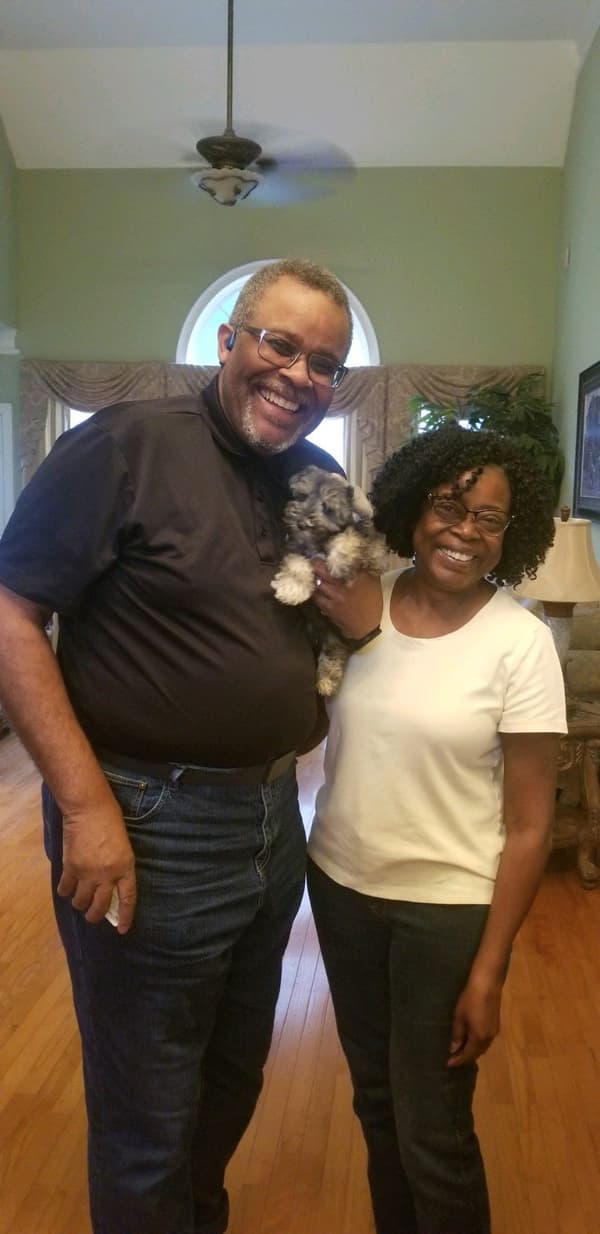 Customer photo of Schnauzer, Miniature puppy from Junius S.