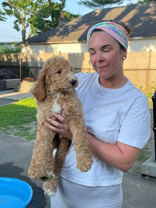 Customer photo of Goldendoodle puppy from Tara D.
