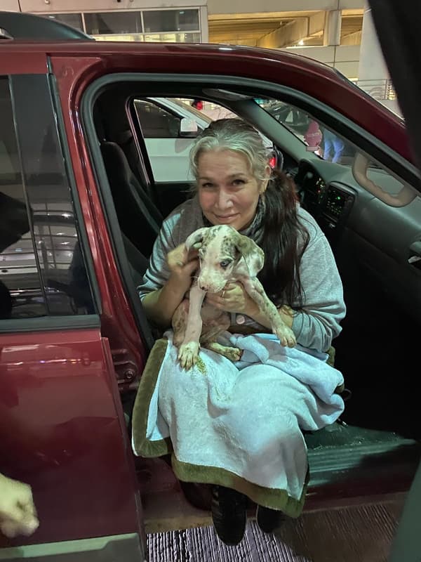 Customer photo of Great Dane puppy from Michelle H.