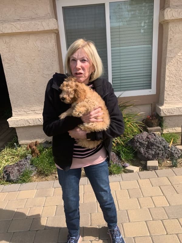 Customer photo of Goldendoodle, Mini puppy from Bernice S. 