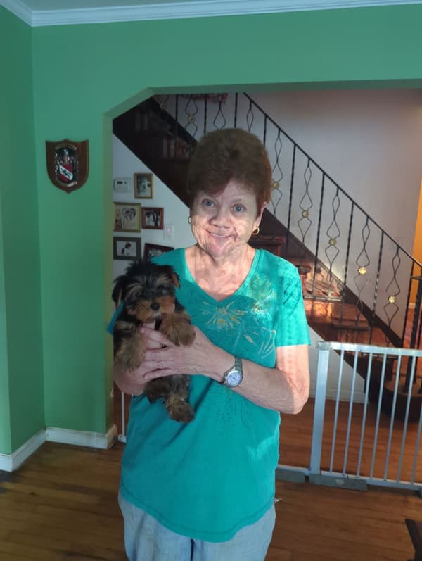 Customer photo of Yorkshire Terrier - Yorkie puppy from Donna D.