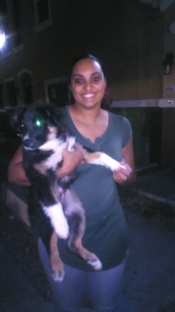 Customer photo of Australian Shepherd puppy from Kamee S.