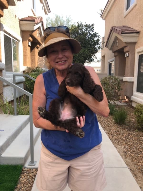 Customer photo of Springerdoodle puppy from Eileen G.