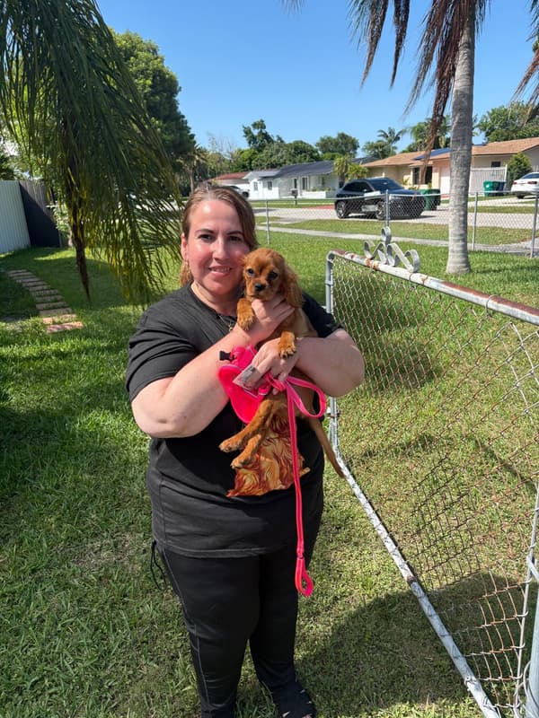 Customer photo of Cavalier King Charles Spaniel puppy from Mireya M.