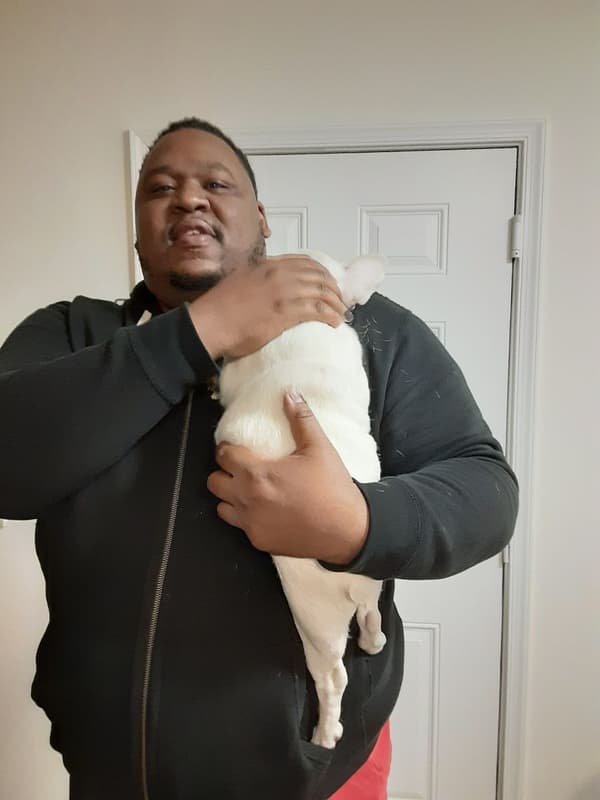 Customer photo of French Bulldog puppy from Steven W.