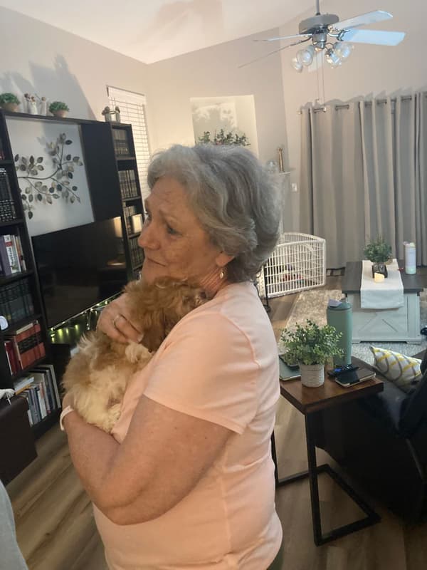 Customer photo of Shih-Poo - Shihpoo puppy from Joy Ghiringhelli