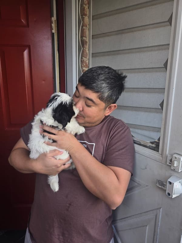 Customer photo of Shih Tzu puppy from Lloyd N.