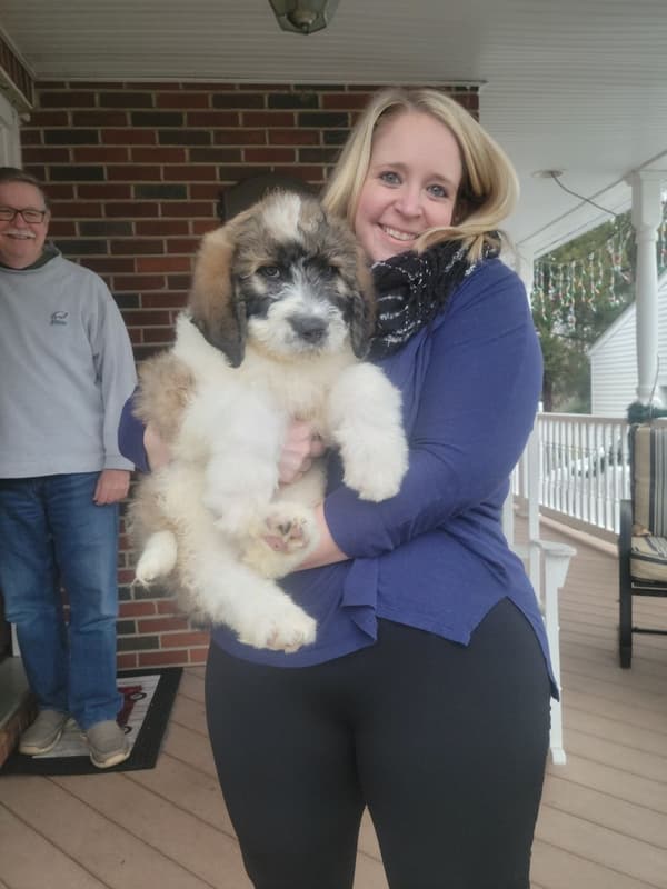 Customer photo of Saint Berdoodle - St. Berdoodle puppy from Justine C.
