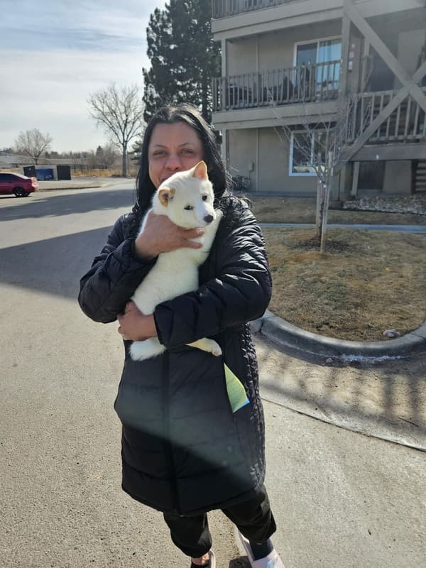 Customer photo of Shiba Inu puppy from Francisco H.