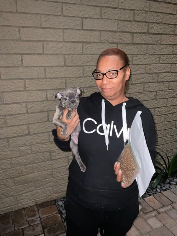 Customer photo of Frenchton puppy from Sandra B.