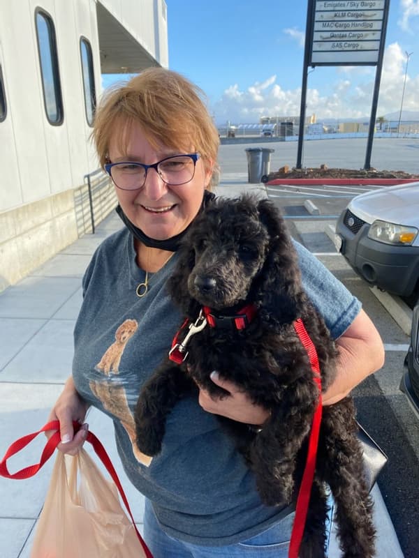 Customer photo of Poodle, Standard puppy from Denise P.