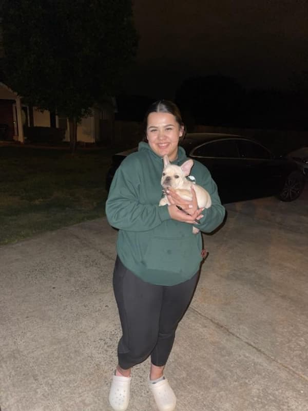 Customer photo of Springerdoodle puppy from Beth R.